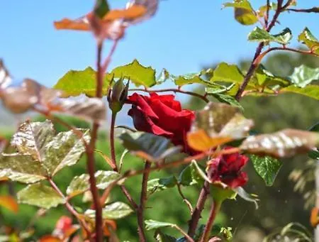 'sophie's Villa' アパート アクロティリ