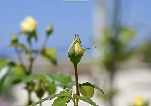 'sophie's Villa' 아파트 *