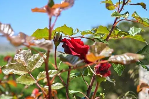 'sophie's Villa' 아파트 아크로티리